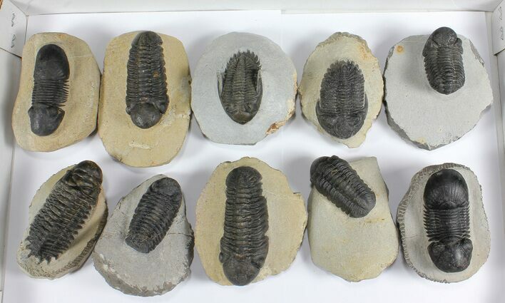 Lot: Assorted Devonian Trilobites - Pieces #92168